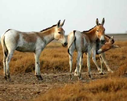 گور خر ایرانی